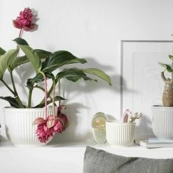 Kähler Small Unglazed Cream Hammershoi Flowerpot 5 Kähler Small Unglazed Cream Hammershoi Flowerpot